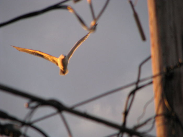Low angle view of bird against sky