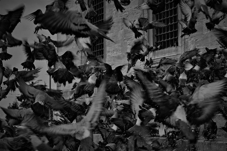 View of birds in city