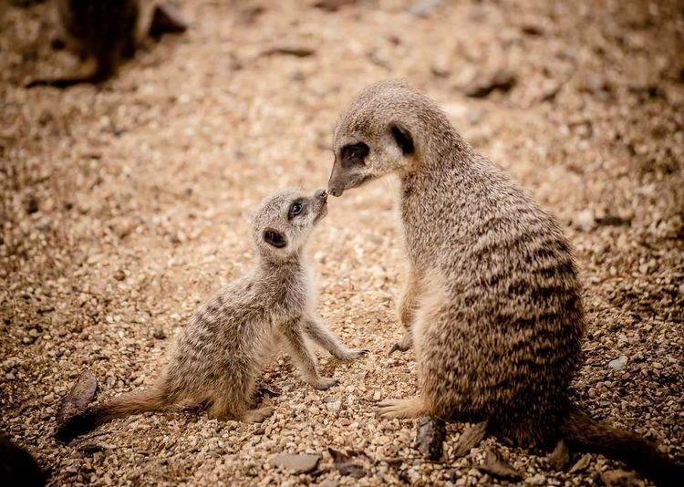 Two meerkats on gravel