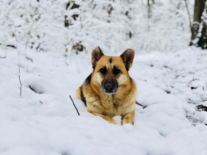 German shepherd resting on snow in the middle of a forest covered in snow