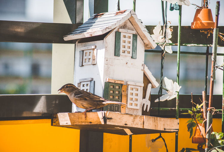 View of bird perching on wood against building
