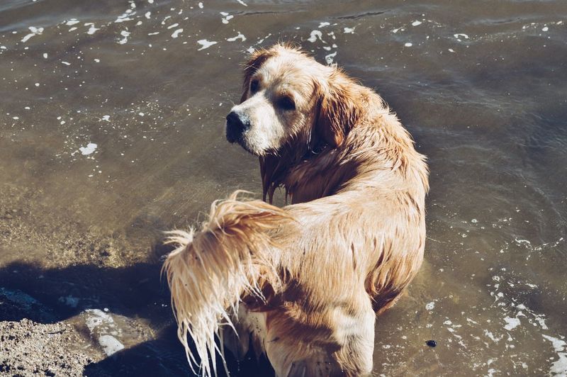 Close-up of wet golden retriever in lake