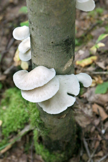 Close-up of white mushrooms growing on tree trunk