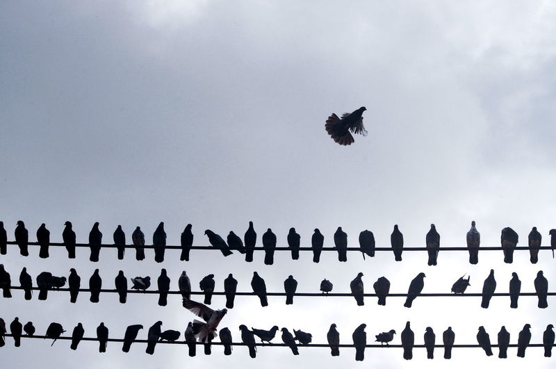 Low angle view of birds flying in sky