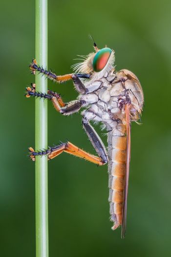 Lonely robberfly with abstract green background