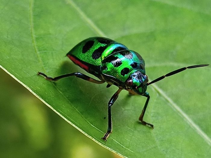 Close-up of insect on leaf, tiny insect macro photography