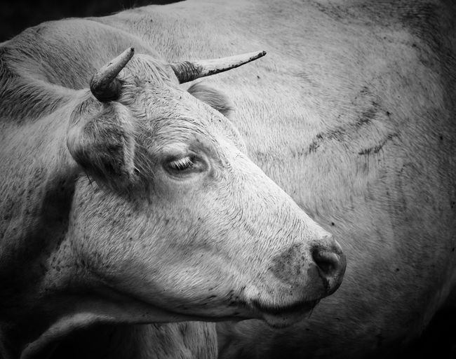 Close-up of a cow 
