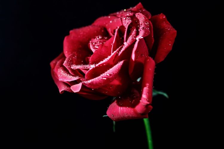 Close-up of wet red rose against black background