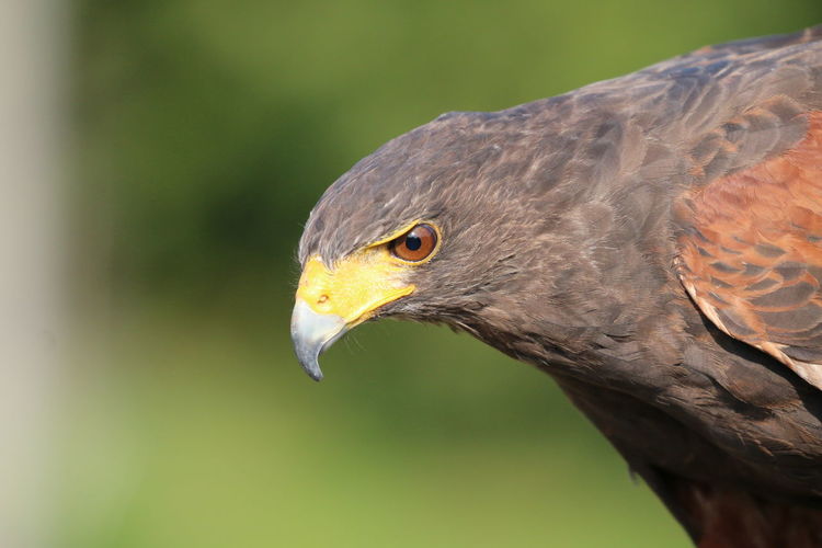 Close-up of a bird of prey
