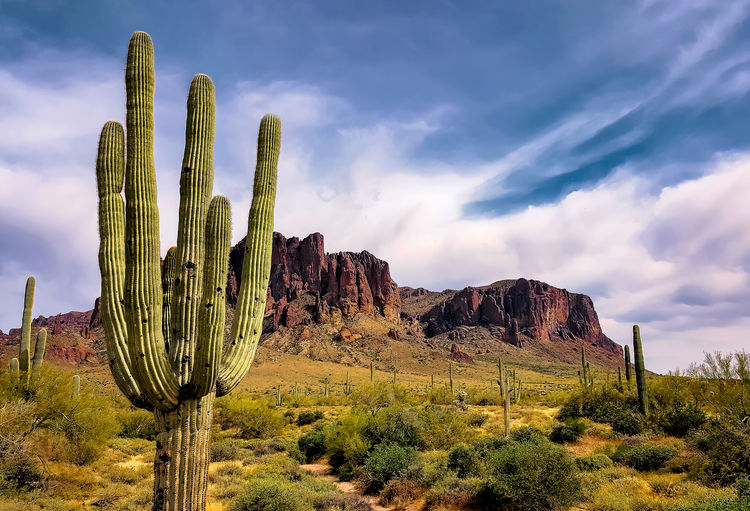 Saguaro cactus by superstition mountains against cloudy sky