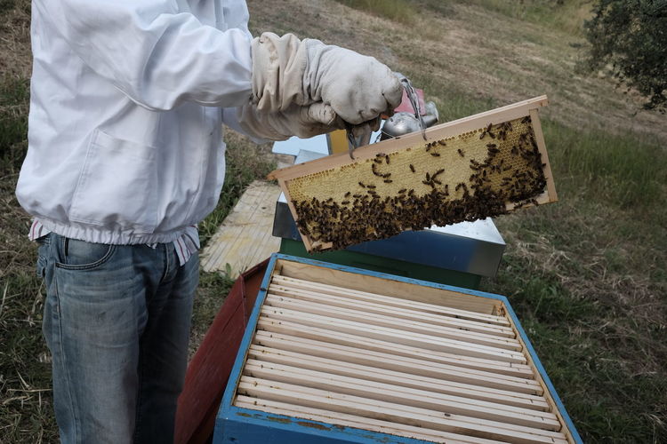 Midsection of man holding beehive with bees