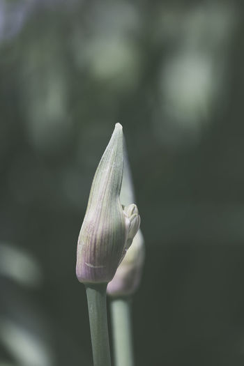 Close-up of white flower bud