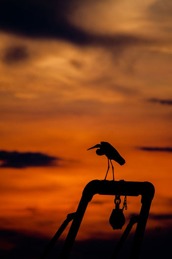 Silhouette bird perching on a orange sunset