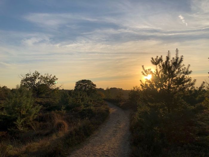 Road amidst trees against sky during sunset