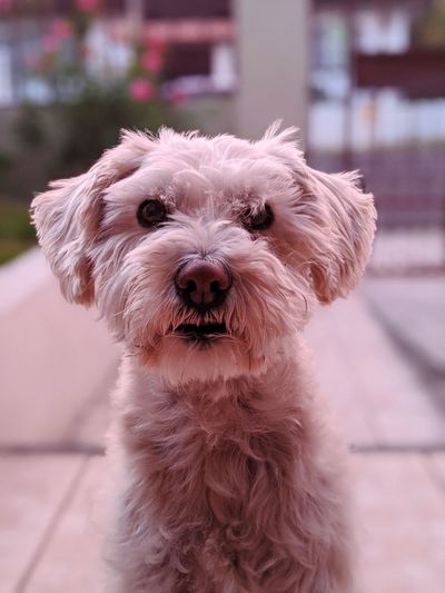 Portrait of dog