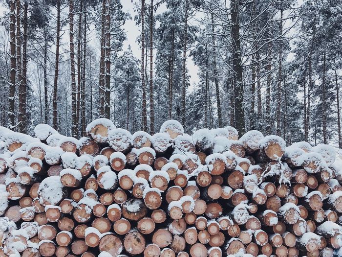 Stack of logs in winter