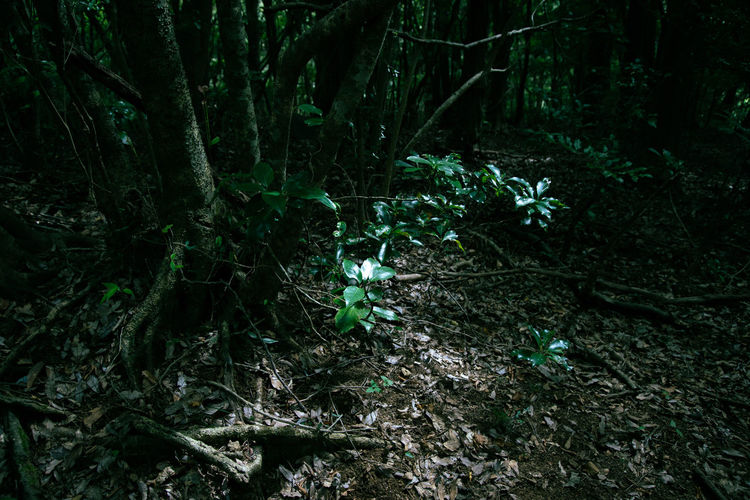 plant