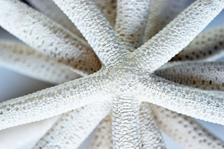 Close up of stack of starfish