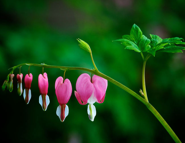 Close-up of bleeding hearts blooming outdoors