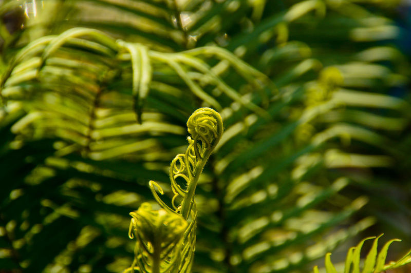 Close-up of fresh green fern leaves