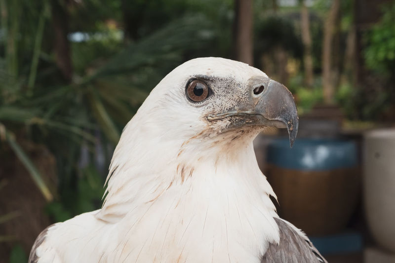 Close-up of a bird looking away,white eagle from indonesia, bali, papua