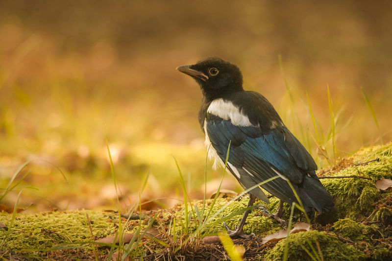 Close-up of bird perching on a field