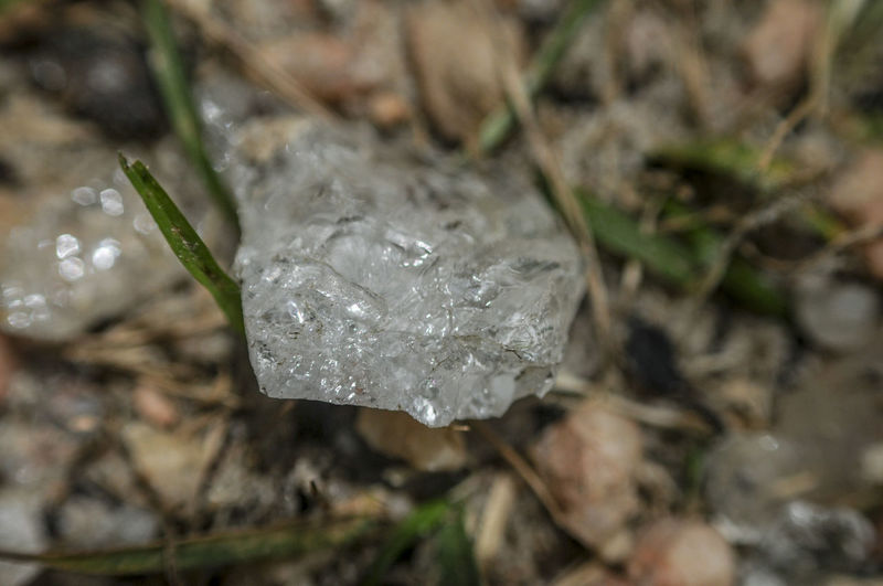 Close-up of frozen plant on land