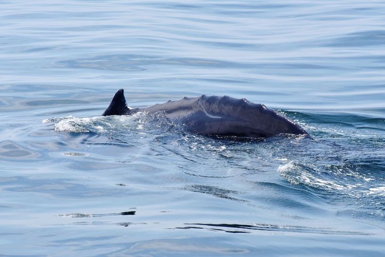 Humpback whale surfacing in atlantic ocean
