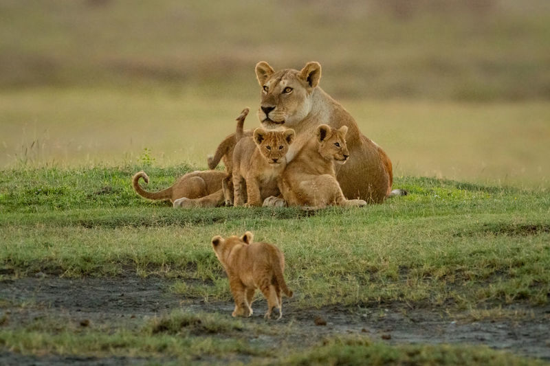 Cub walks towards others lying with lioness