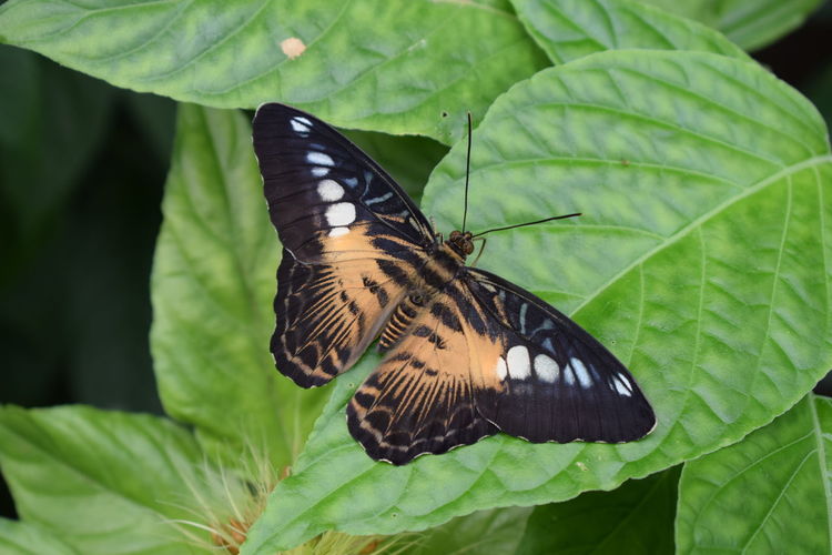 Close-up of butterfly on leaves