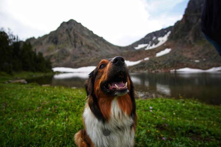 Happy english shepherd hiking in the mountains