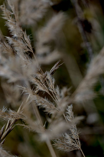 Close-up of dry plant on field