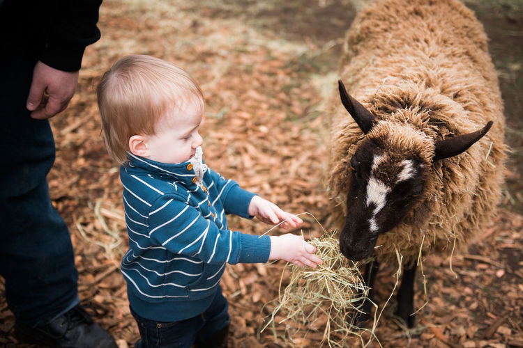 Toddler feeding sheep