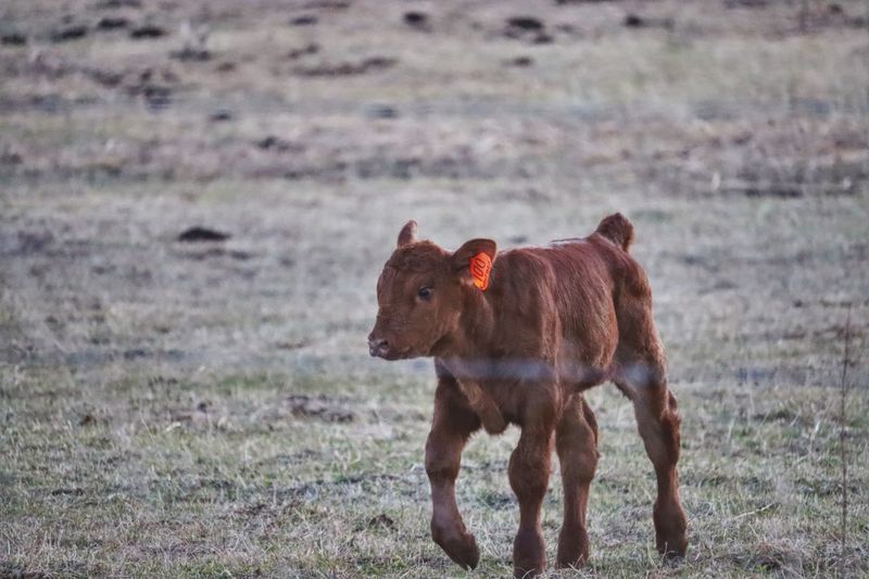 Calf standing in a field