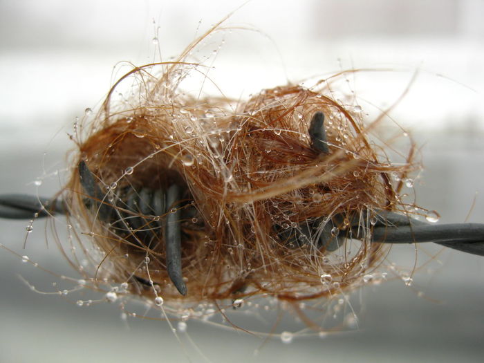 Close-up of animal hair on barbed wire fence