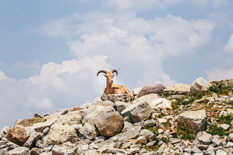 Barbary sheep wild goat antelope lying on rocks during hot summer day. one wild texas aoudad goat 