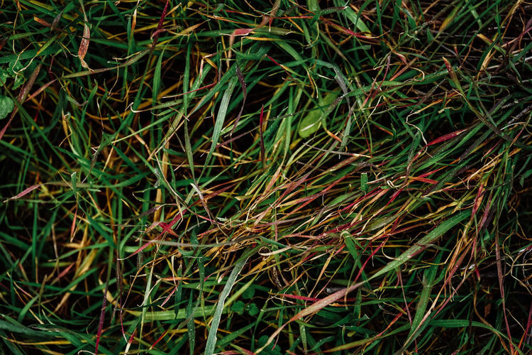 Full frame shot of grass