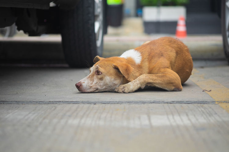 Dog lying on a car
