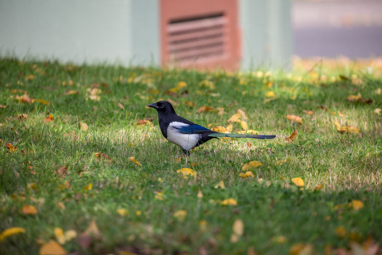 Magpie on the grass