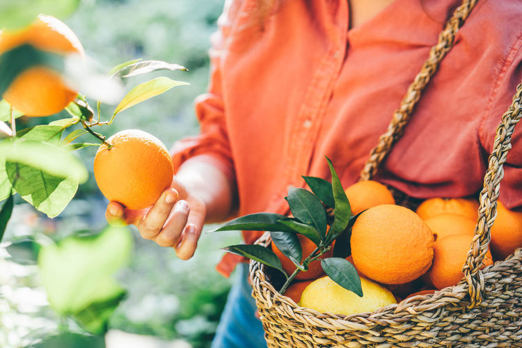 Woman with basket picking oranges in the garden.