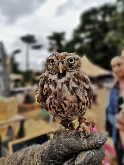 Close-up portrait of owl perching outdoors