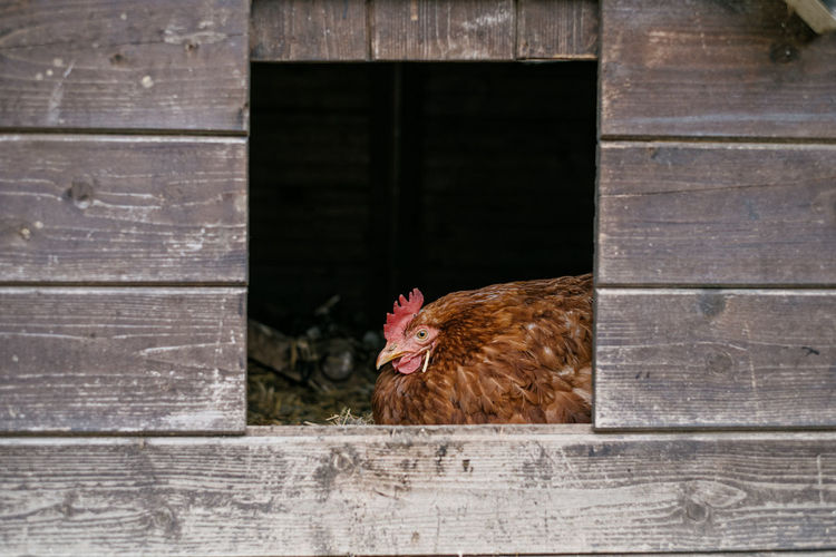 View of a chicken against wooden wall