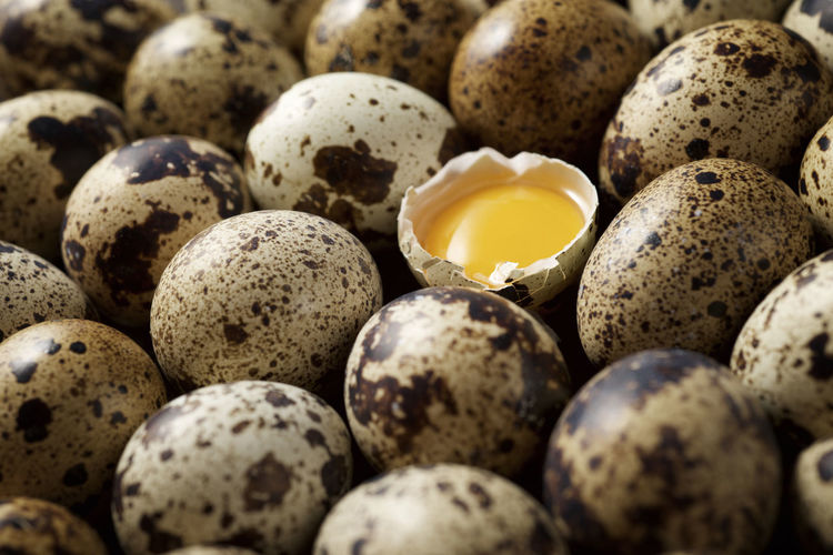 Large group of quail eggs.