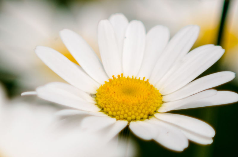Close-up of white flower blooming outdoors