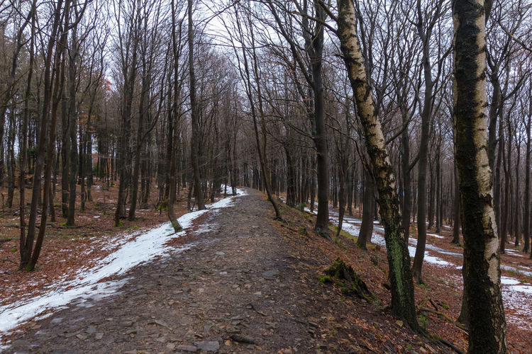 Dirt road amidst trees in forest