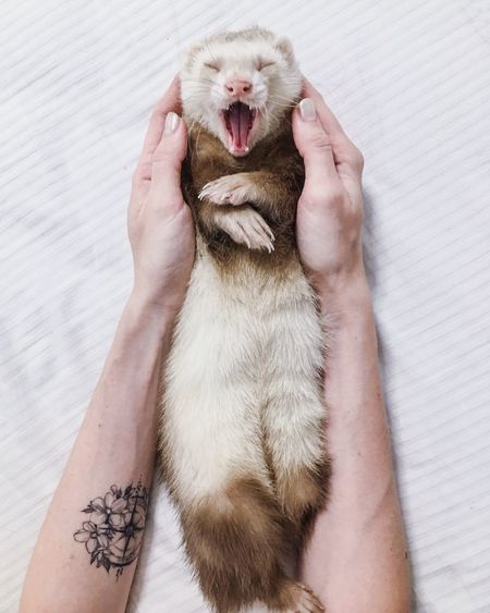 High angle view of woman holding ferret