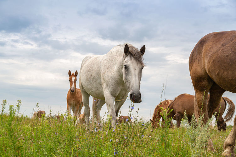 Horses heavyweights walking in nature 