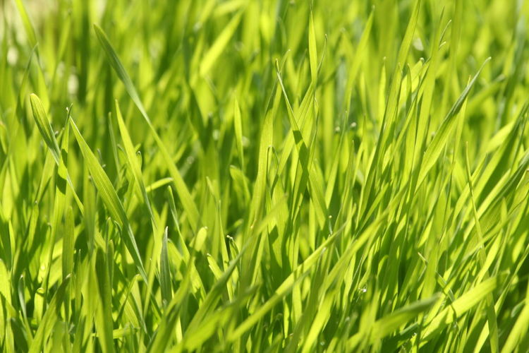Full frame shot of fresh green wheatgrass 
