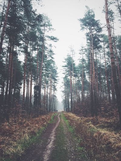 Road passing through forest