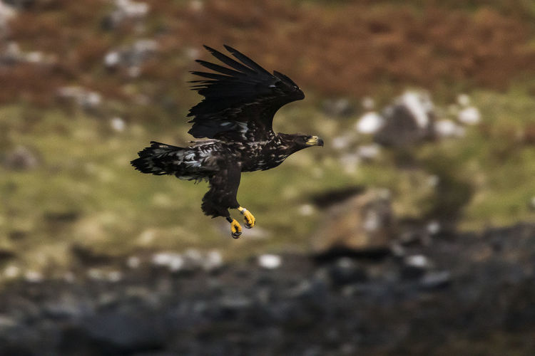 Close-up of eagle flying